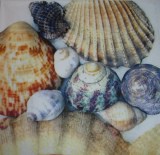 Some Shells