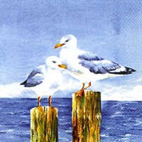 Seaguls