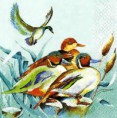 Ducks