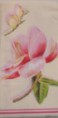 Pink Magnolia cream