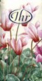Cattleya  cream